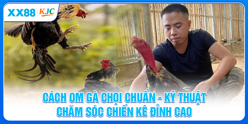 Cách Om Gà Chọi Chuẩn - Kỹ Thuật Chăm Sóc Chiến Kê Tốt