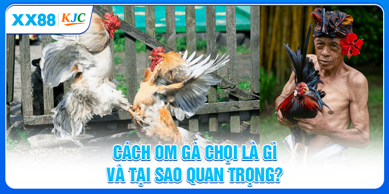 Cách om gà chọi là gì và tại sao quan trọng?