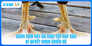 Cách Xem Vảy Gà Chọi Tốt Hay Xấu - Bí Quyết Chọn Chiến Kê