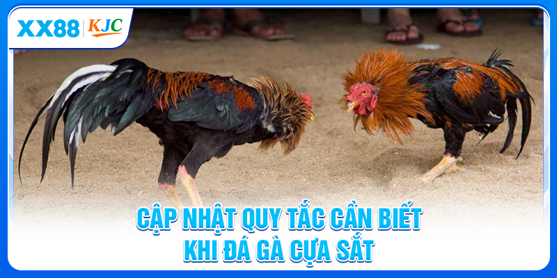 Cập nhật quy tắc cần biết khi đá gà cựa sắt