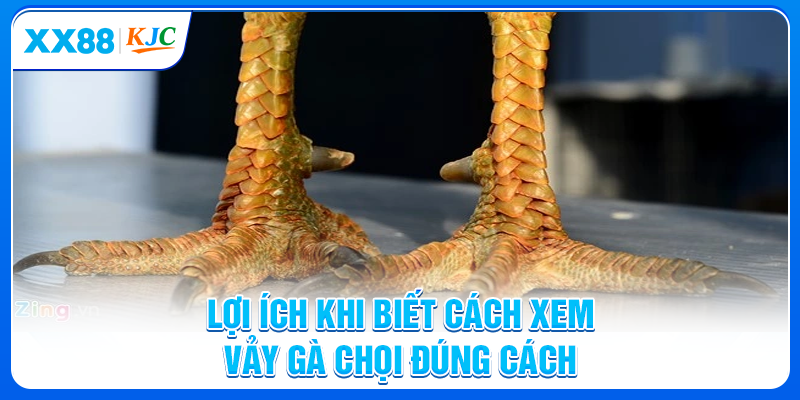 Lợi ích khi biết cách xem vảy gà chọi đúng cách